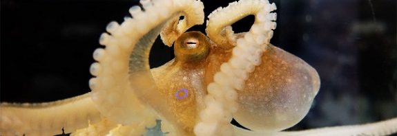 Ahtapot ve İnsan Beyinleri Arasında Tuhaf Bir Benzerlik Keşfedildi