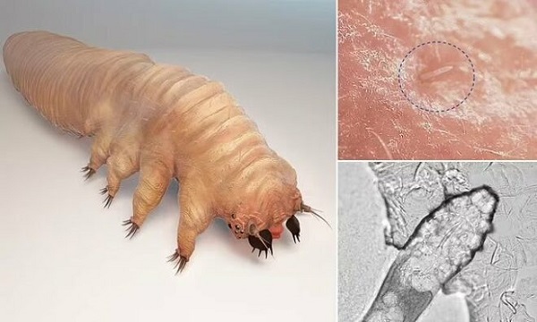 Ürkütücü Gelse de Bu Canlılar Siz Uyurken Yüzünüzde Çiftleşiyor