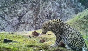 Varlığı Bir Efsaneye Dönüşmüşken Artvin'de Bir Anadolu Parsı Görüntülendi