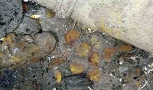 Batan Geminin Altınları Ortaya Çıkarıldı: Tonlarca Ağırlıkta Ganimet Taşıyordu