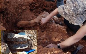 Denizlide 8 Milyon Yıldan Eski Fil, Zürafa Hatta Mamut Fosilleri Keşfedildi