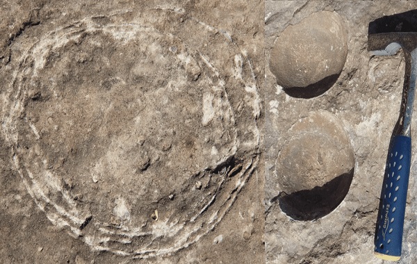 Fossilized Egg Inside An Egg Is A First For Dinosaurs And Reptiles