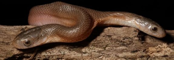 Güney Afrikada Vahşi Doğada İki Başlı Bir Yılan Bulundu