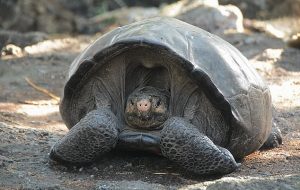 Neslinin Tükendiği Bilinen Dev Bir Kaplumbağa Türü Keşfedildi: Canlı ve Sağlıklı