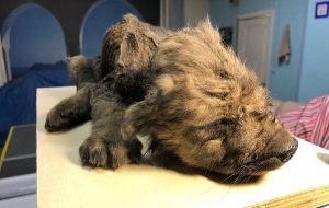 Mumyalanmış Buz Devri Kurtları, Evcil Köpeklerin Gizemli Çift Atasını Ortaya Çıkardı