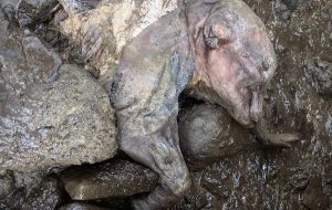 Öldüğünde 1 Aylık Olan ve 30 Bin Yıldır Bozulmadan Kalan Mamut Keşfedildi