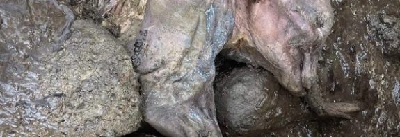Öldüğünde 1 Aylık Olan ve 30 Bin Yıldır Bozulmadan Kalan Mamut Keşfedildi