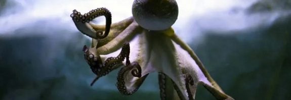 Remarkable Intelligence: Octopus and Human Brains Share the Same “Jumping Genes”