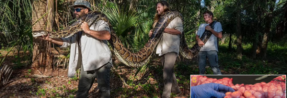 Bütün Bir Geyiği Yiyen ve İçinde 122 Yumurtası Olan Dev Bir Piton Bulundu