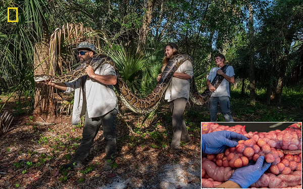 Bütün Bir Geyiği Yiyen ve İçinde 122 Yumurtası Olan Dev Bir Piton Bulundu