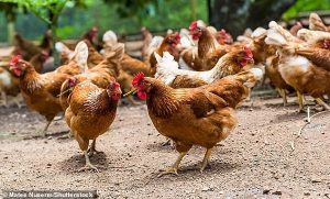 Tavuklar Nasıl Orman Kuşuyken Uçamayan Kanatlı, Tapınılırken Yenilir Oldu?