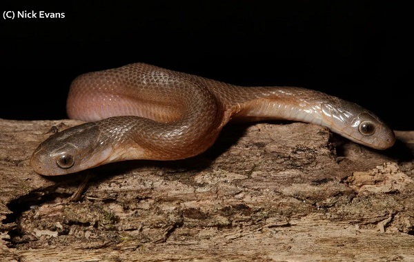 Rare Two-Headed Egg-Eater Snake Found In The Wild In South Africa