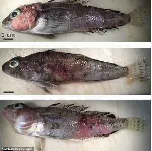 Antarctic fish growing grotesque skin tumors thanks to climate change is resulting in a disease outbreak among the creatures, study shows