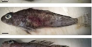 Antarctic fish growing grotesque skin tumors thanks to climate change is resulting in a disease outbreak among the creatures, study shows