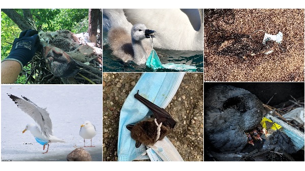 Sözde Kendimizi Koruduk; Ama Çevreyi Koruyamadık