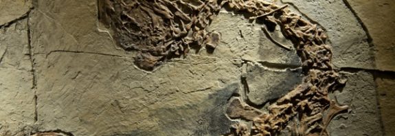 Dinozorlar Kesinlikle Dondurucu Kışları Yaşamıştı. Tüylü Olma İhtimalleri Arttı!