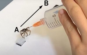 Necrobiotics: Researchers are turning dead spiders' legs into robotic grippers