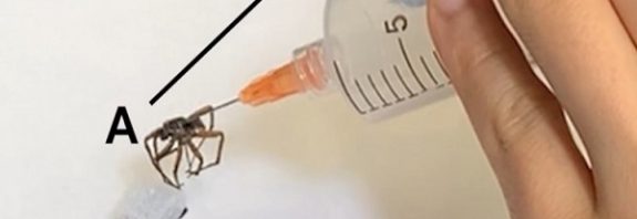 Necrobiotics: Researchers are turning dead spiders' legs into robotic grippers