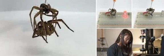 Bilim İnsanları Ölü Örümcekleri 'Nekrobotlara' Dönüştürdü