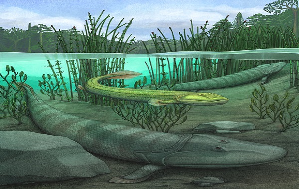 Devonian Four-Legged ‘Fishapod’ Unearthed in Canada