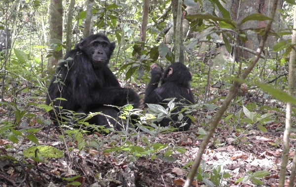 Rainforest chimpanzees dig wells for cleaner water (video)