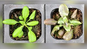 Stres Altındaki Bitkilerin Kendi Ağrı Kesicilerini Ürettiği Keşfedildi