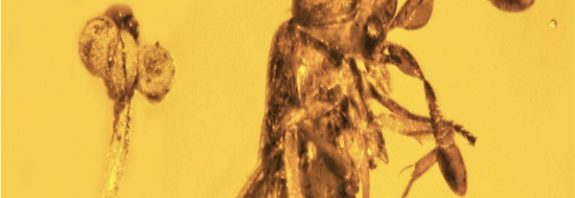 A Wasp, Flower, And Fly Trapped in Amber Reveal 30-Million-Year Old Microcosm