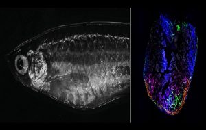Zebrafish Can Repair a Damaged Heart, And a New Study Reveals How