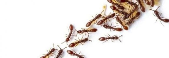 Ant colonies behave like neural networks when making decisions