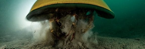 Tüm Ekosistemleri Kabukları İçinde Saklayan At Nalı Yengeçlerinin Muhteşem Fotoğrafları