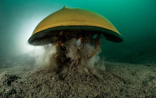 Tüm Ekosistemleri Kabukları İçinde Saklayan At Nalı Yengeçlerinin Muhteşem Fotoğrafları
