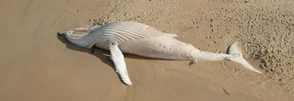 Bir Balina Ekosistem İçin 2 Milyon Doların Üzerinde Değere Sahip