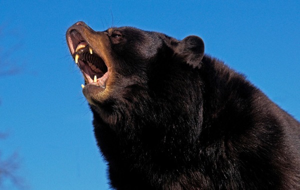 A mystery ingredient in bears' blood could supercharge human muscle growth