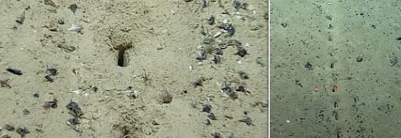 Atlantik Okyanusunun Tabanında, İnsan Yapımı Kazılara Benzer Delikler Keşfedildi