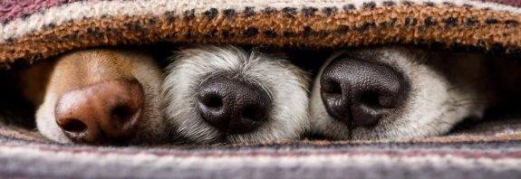 Dogs Might Actually Se' Through Smells, Brain Scans Suggest