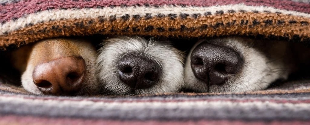 Dogs Might Actually Se' Through Smells, Brain Scans Suggest
