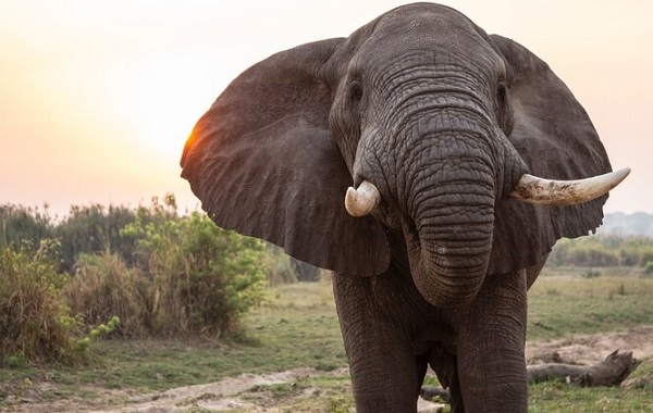 Petonun Paradoksu: Fillerin Neden Nadiren Kanser Olduğu Keşfediliyor