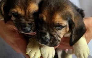 İlk Kez Klonlanmış Deri Hücrelerinden Genetiği Değiştirilmiş Köpekler Yaratıldı