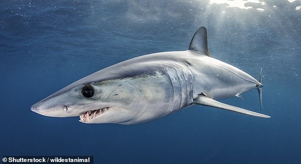 70 Km Hıza Ulaşabilen Dünyanın En Hızlı Köpek Balığı Akdeniz'de Görüldü