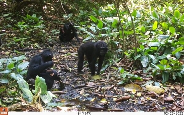 Şempanzeler Temiz Su Bulmak İçin Kuyu Kazmayı Öğrendi (Video)