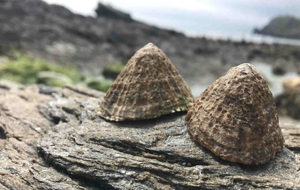 Scientists just developed a new 'super strong' material inspired by limpets