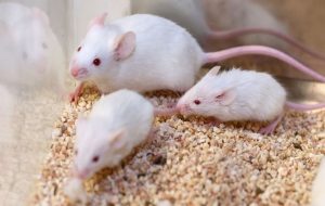 In a world first, researchers cloned mice using freeze dried skin cells