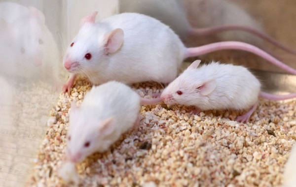 In a world first, researchers cloned mice using freeze dried skin cells