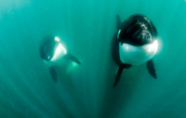 Watch A Great White Shark Getting Its Liver Sucked Out By Orcas