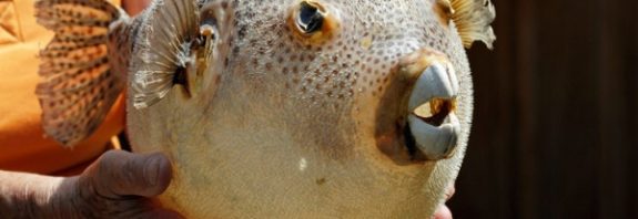 After 100 years of trying, scientists have found a way to create the pufferfish neurotoxin