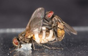 Erkek Sineklerin Saatlerce Ölü Dişilerle Çiftleşmesinin Nedeni Kurbanını Zombiye Dönüştüren Bir Mantar Çıktı