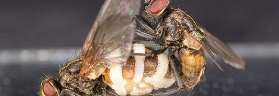 Erkek Sineklerin Saatlerce Ölü Dişilerle Çiftleşmesinin Nedeni Kurbanını Zombiye Dönüştüren Bir Mantar Çıktı