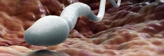 DNAnın Sperme Yerleşmesi Tenis Topuna Karpuz Sığdırmak Gibidir.