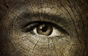 Uzun Ömürlülüğün Sırları Açığa Çıktı: Bilim İnsanları Yaşlanmayan Türler Buluyor