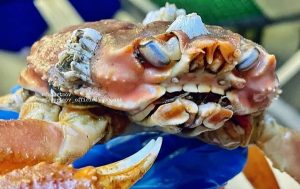 This Crab With Human Teeth Has the Internet in a Full Meltdown